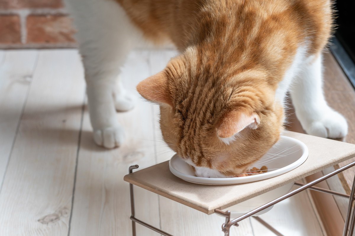 猫にも『食物アレルギー』はある？症状や原因、予防法6つ