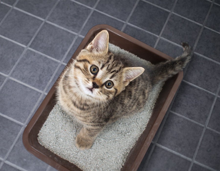 猫にとって理想的な『トイレの置き場所』5選