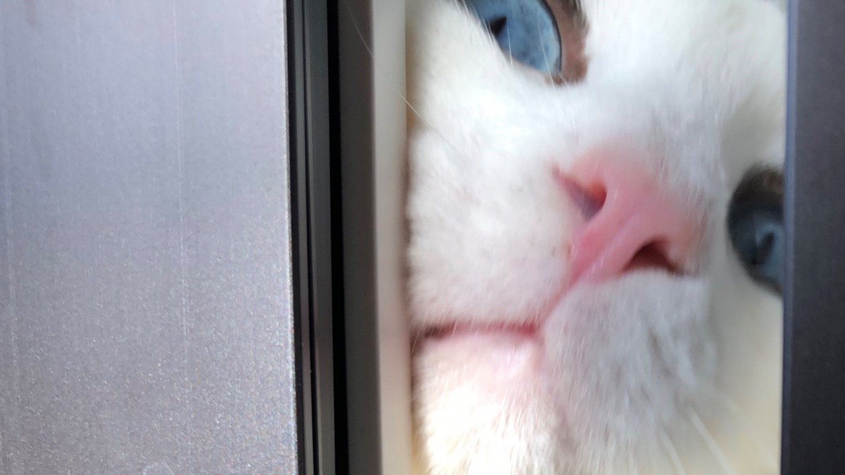あけてくれ〜！窓を顔でこじ開ける猫がTwitterで大人気♡