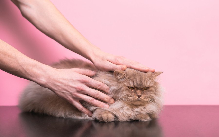猫を『触ったらNG』なタイミング5つ！間違えると怒られるかも？