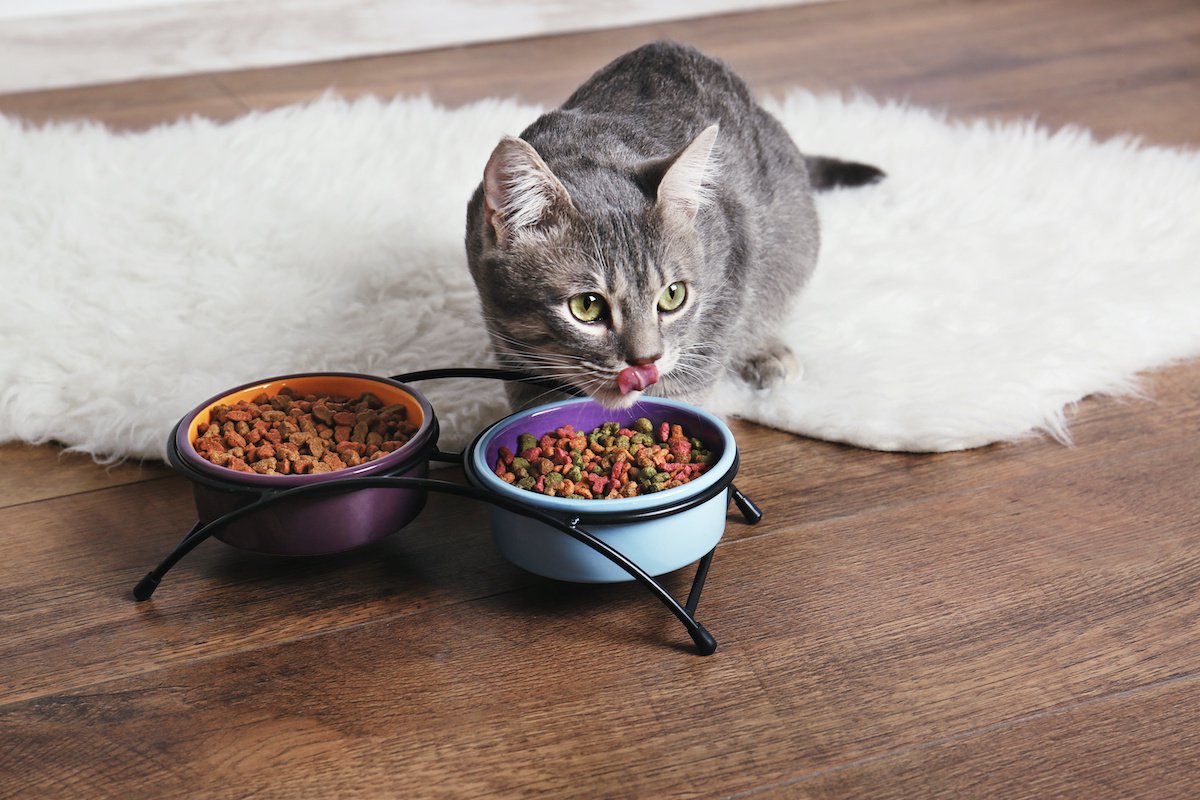 猫は肉食・雑食どちらなの？猫の『食の習性』にまつわる知識５つ
