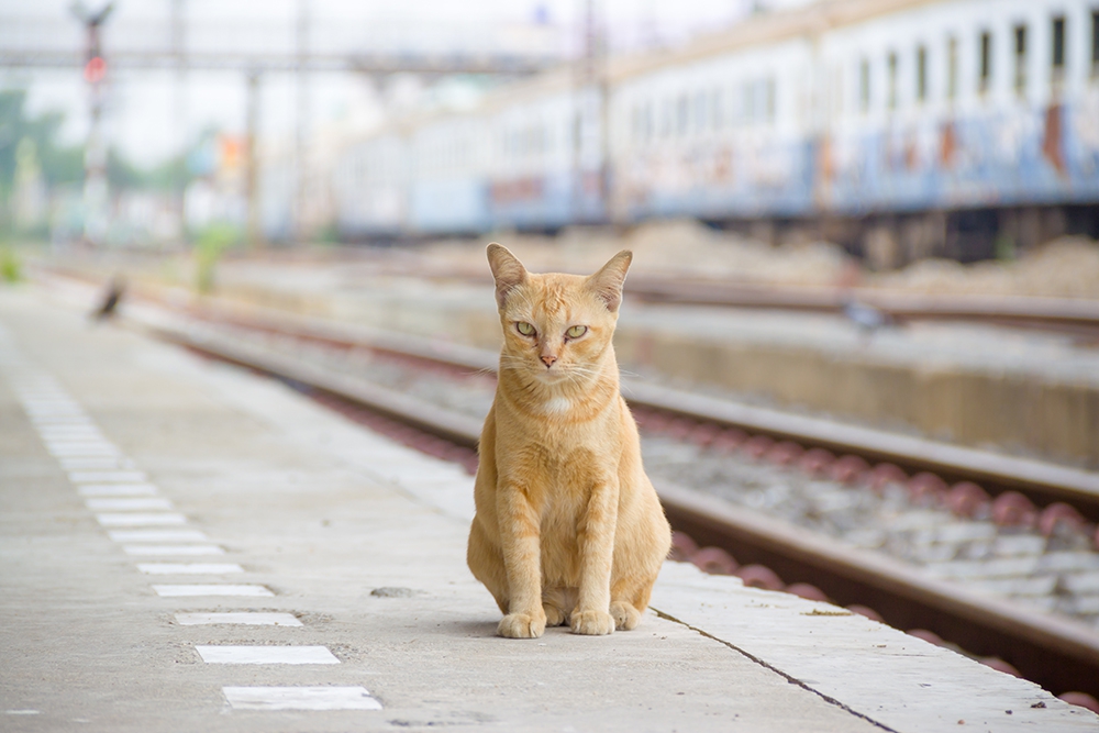 猫と電車に乗っても大丈夫？乗車規定と事前準備、料金や注意点を解説