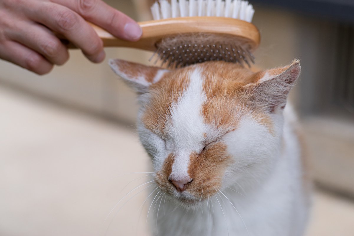 猫の『お世話の頻度』はどれくらいがベスト？爪切りやブラッシングなどお世話別の適正ペースを解説