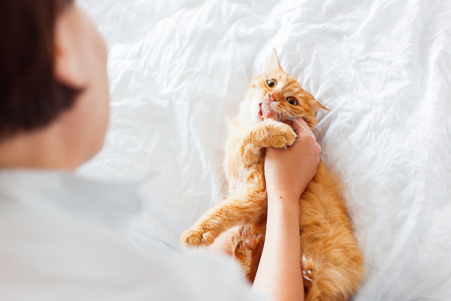 猫が飼い主を噛む4つの理由とその対処法