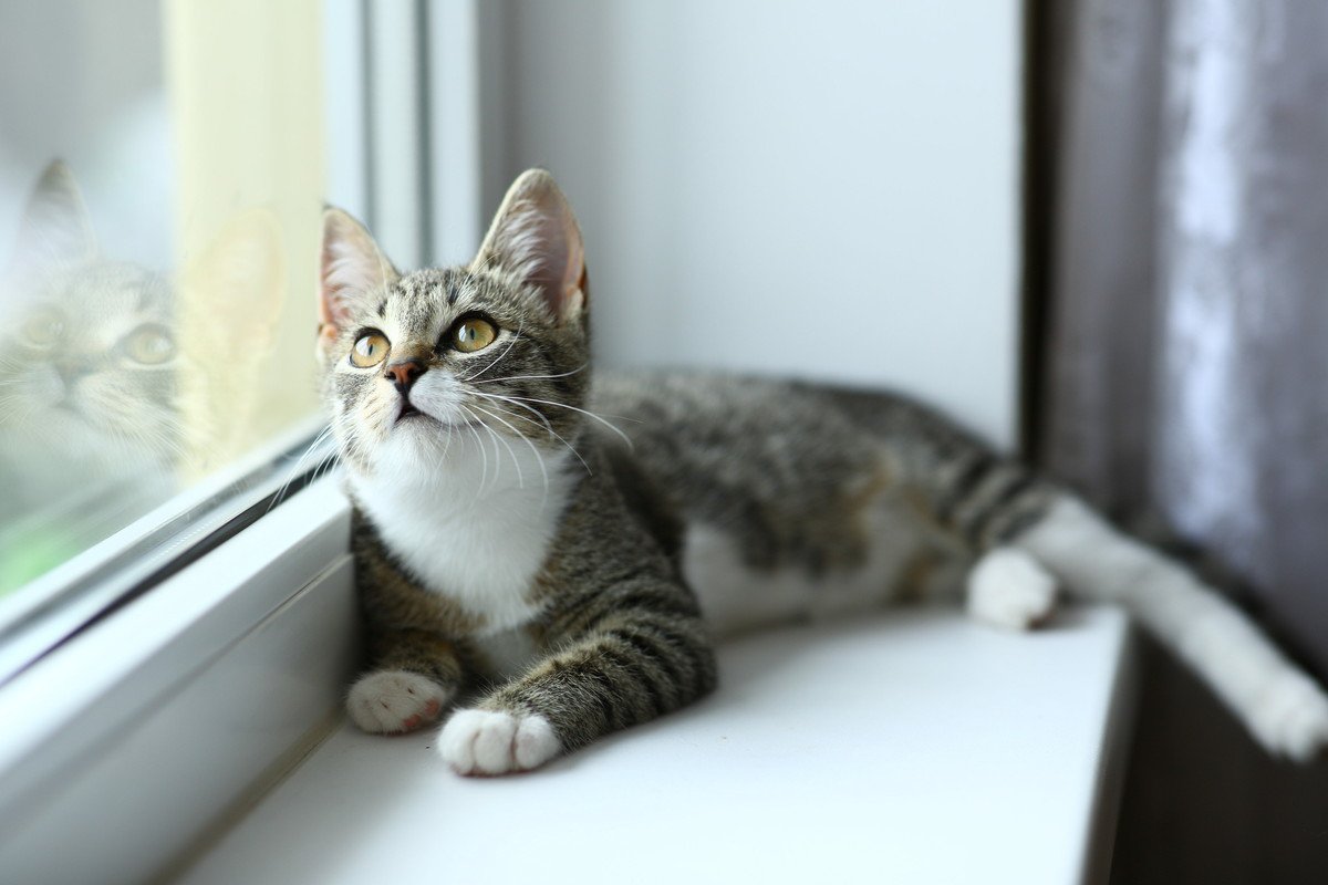 猫に『室内飼育』はストレス？3つの必要性と知っておくべき屋外の危険も
