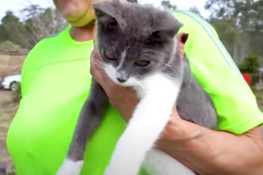 交通事故後に放置された子猫…手厚いケアで遊ぶまでに回復！