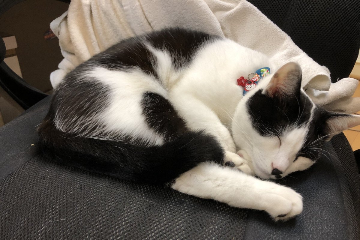 猫の『睡眠』にまつわるトリビア6つ！快眠のためにすべきこととは？