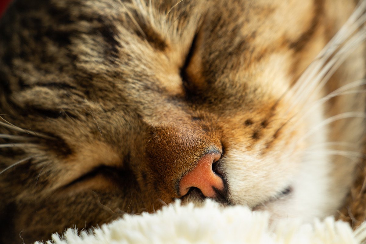 愛猫の鼻が乾いているときの3つの原因　場合によっては動物病院にいったほうがいいことも