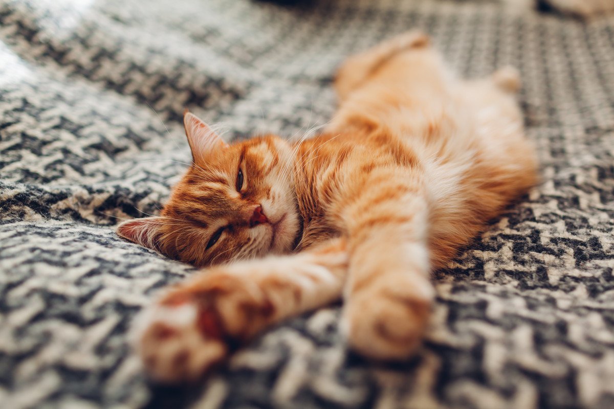 猫の『寝方』でわかるあなたへの信頼度　5つのチェックポイントで愛の深さを確認♡