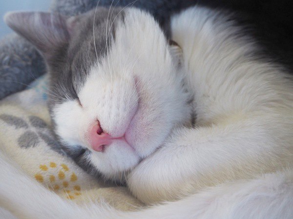 寝る位置で分かる猫の気持ち５つ