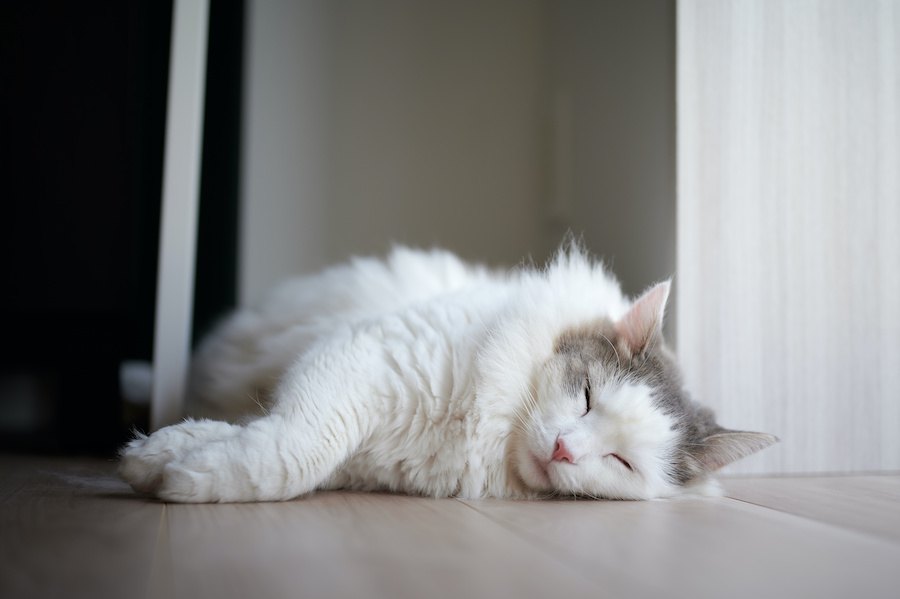 猫の危険な『眠り方』３選！こんな姿勢や症状が出ていたら注意が必要かも…？
