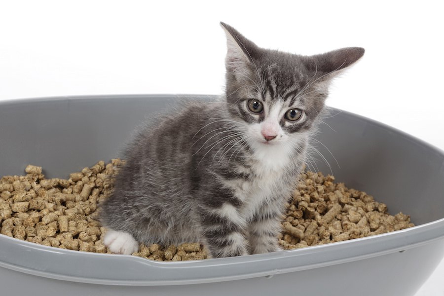 ペレットの猫砂の使い方やおすすめ商品をご紹介