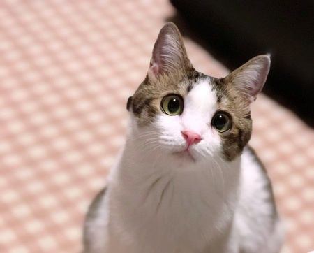 猫が『好きな人』と『嫌いな人』に見せる態度の違い５つ