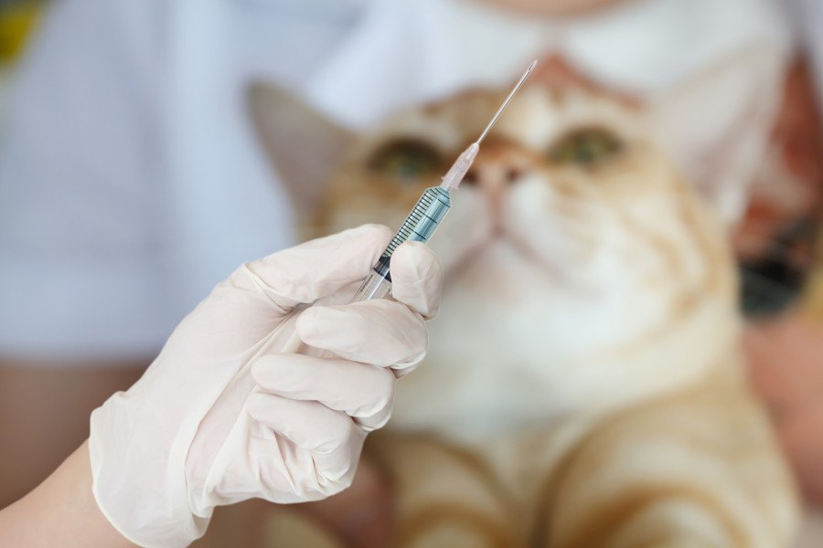 猫のワクチンはいつまで打つべき？多頭飼いの我が家の場合は！