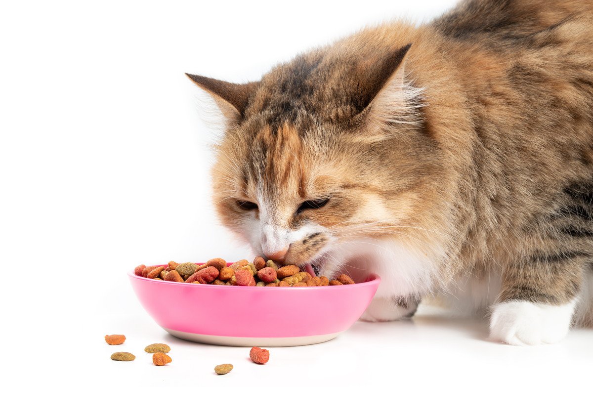 猫が「食べすぎている」ときのサイン4選　考えられるリスクや対処法も