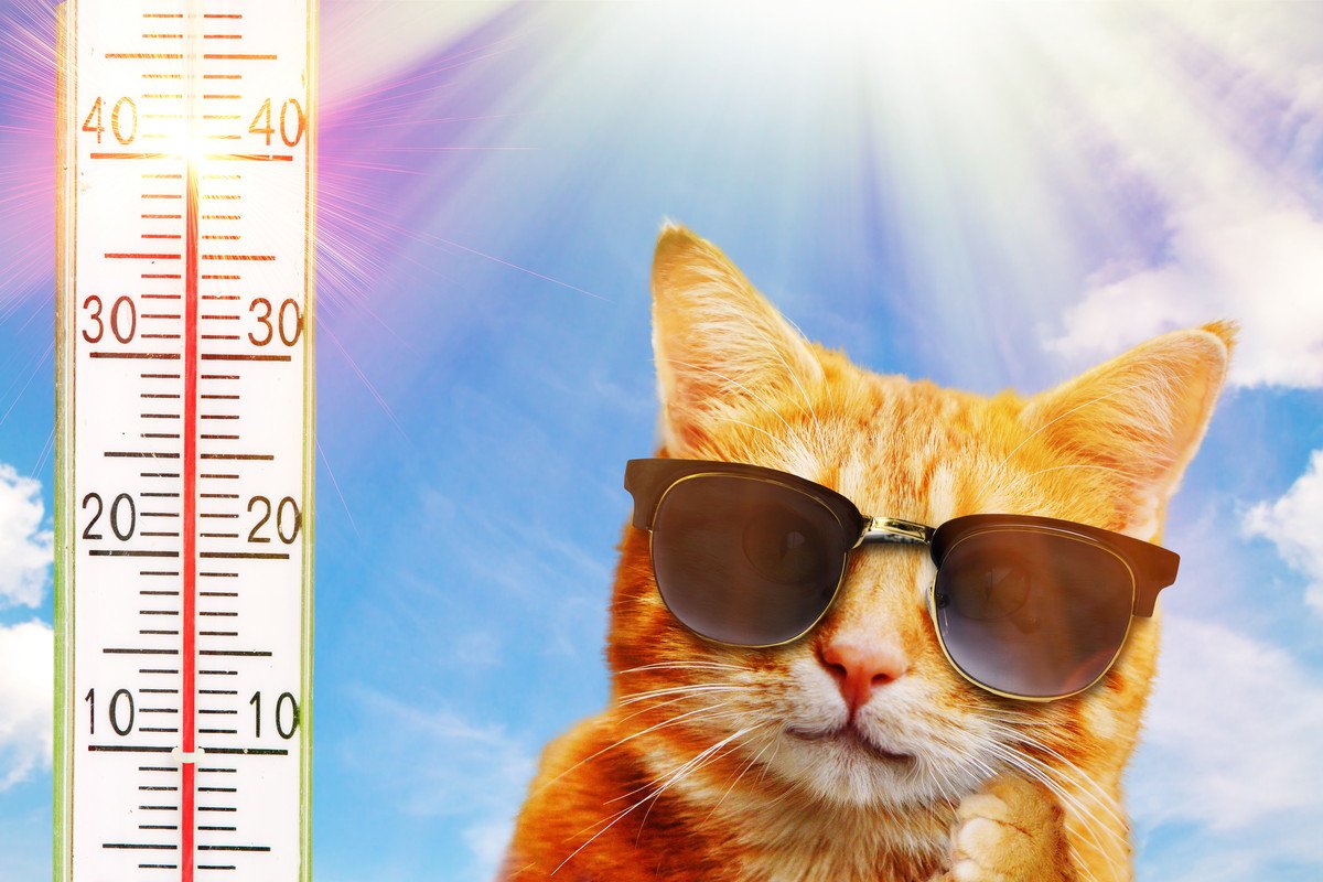 猫にとって危険な『暑さ対策』3つ！適切な対処法とは？