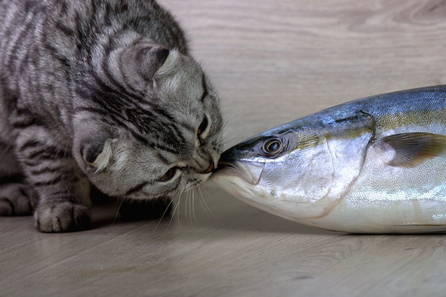 猫に魚は間違い！食べてはいけない魚7選