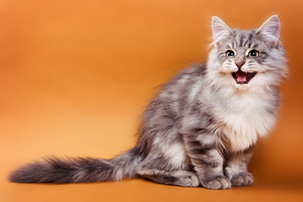 猫の気持ちは『鳴き方』でわかる！4つのパターンとその意味