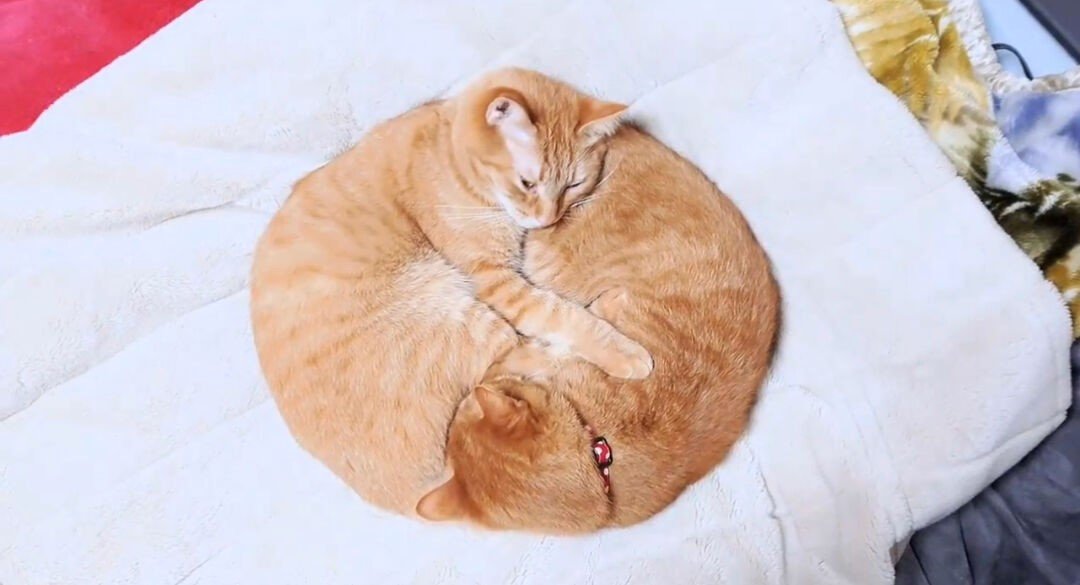 『こたつで丸くなる2匹の猫』綺麗な円の形に2万5000人がハートを奪われる 「本気でドーナツに見えた」「まんまるーｗ」の声