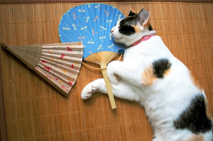猫に絶対してはいけない『間違った暑さ対策』３選！ついついやってしまうNG行為とは？
