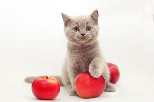猫はりんごを食べてもいいの？与え方と注意点を解説