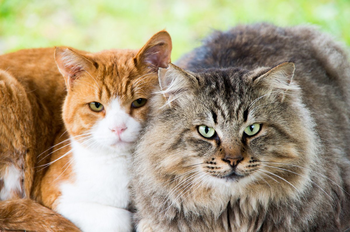 猫の『寿命』を決定する4つの要素　被毛のタイプや猫種によっても左右される？