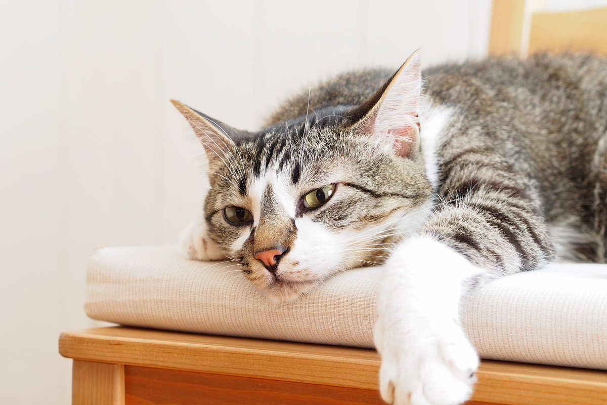 猫が『気疲れ』する原因4つ　飼い主がするべきメンタルケアとは