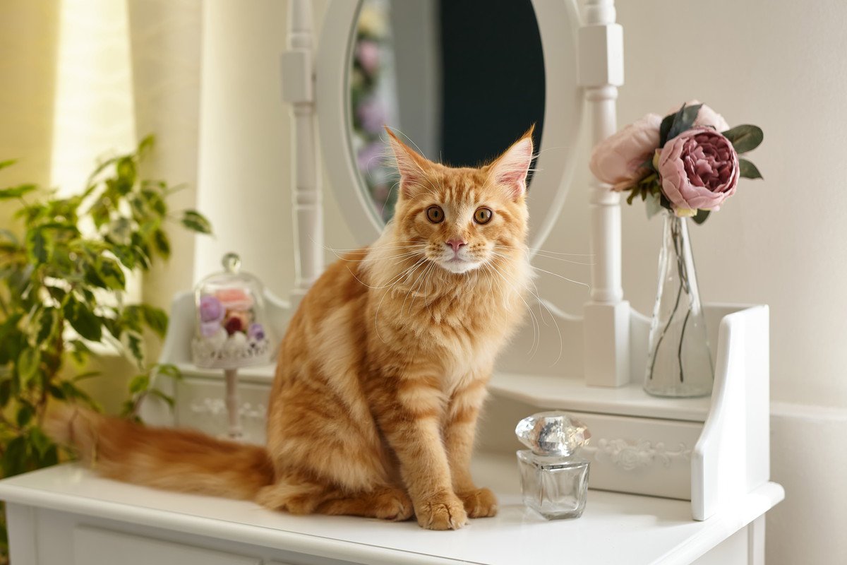 猫が『化粧水』を好むってホント？理由やリスク・対策も解説