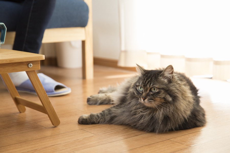 猫の飼い主が絶対しちゃダメな『室内の危険行為』3選！猫がいる部屋で注意すべきことは？