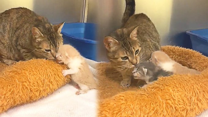 産後に子猫を見失ったママ猫…保護され子猫と再会する姿に涙！