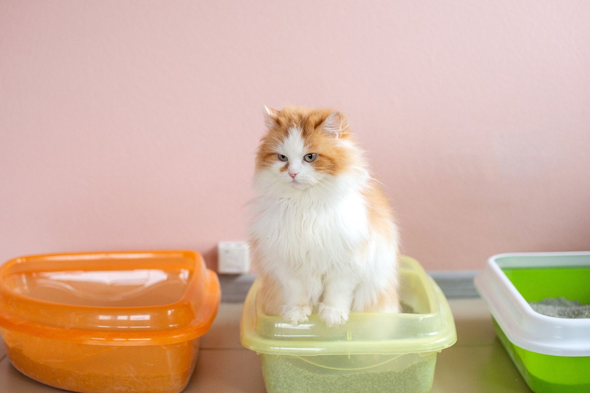 猫がもつ『トイレのこだわり』3選！飼い主にできる環境作りとは