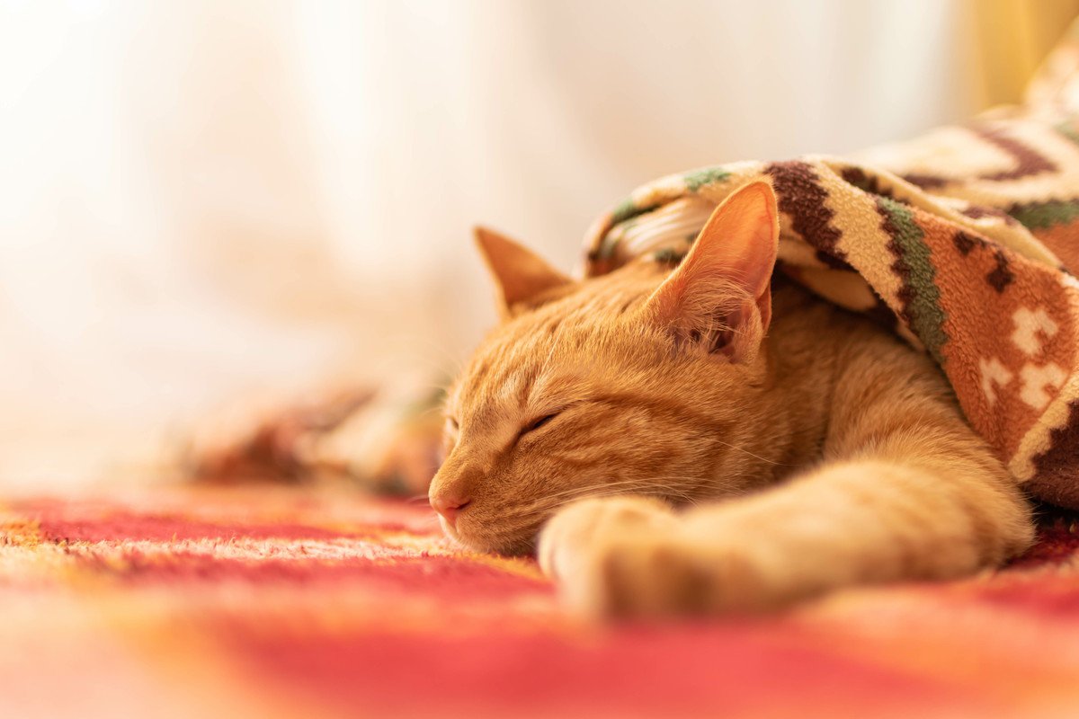 猫がいる家で起こる『暖房トラブル』3選！トラブル防止のためにしておくべきこと