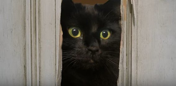 【コラ映画猫】アウルキティの「シャイニング」。この恐怖に耐えられるか