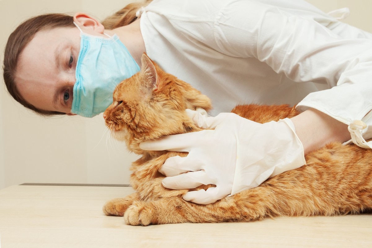 【猫クラミジア】症状や感染経路、予防から治療法まで解説