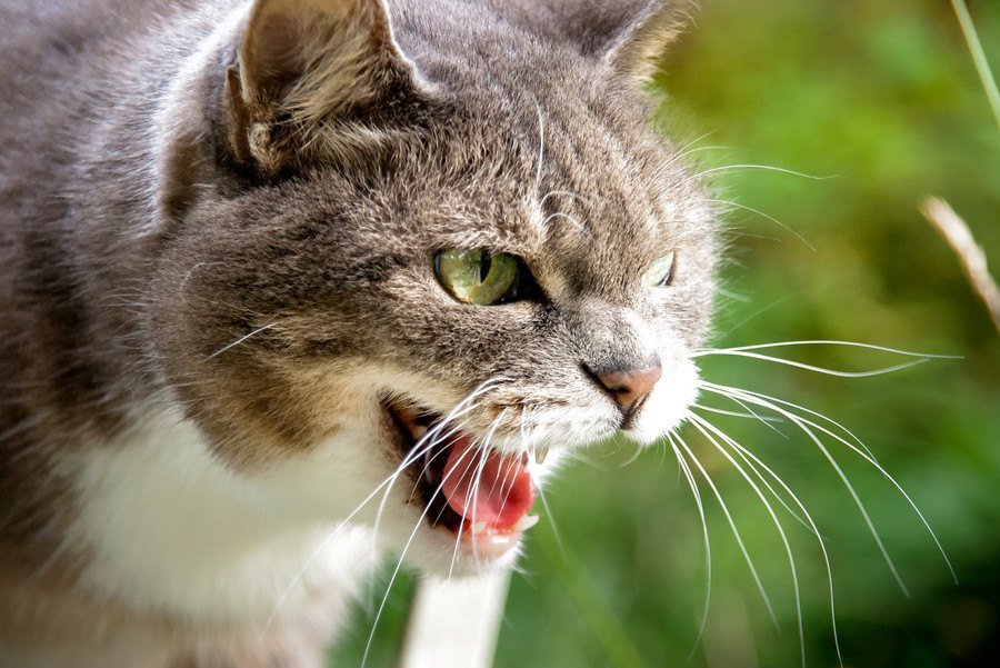 猫が『攻撃的になっているとき』に注意すべき3つのこと！上手に気をそらす方法とは？