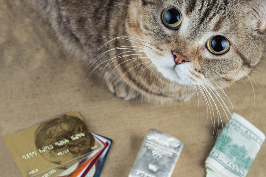 猫を飼うために必要な『1ヶ月の費用』は？節約のコツをチェック！
