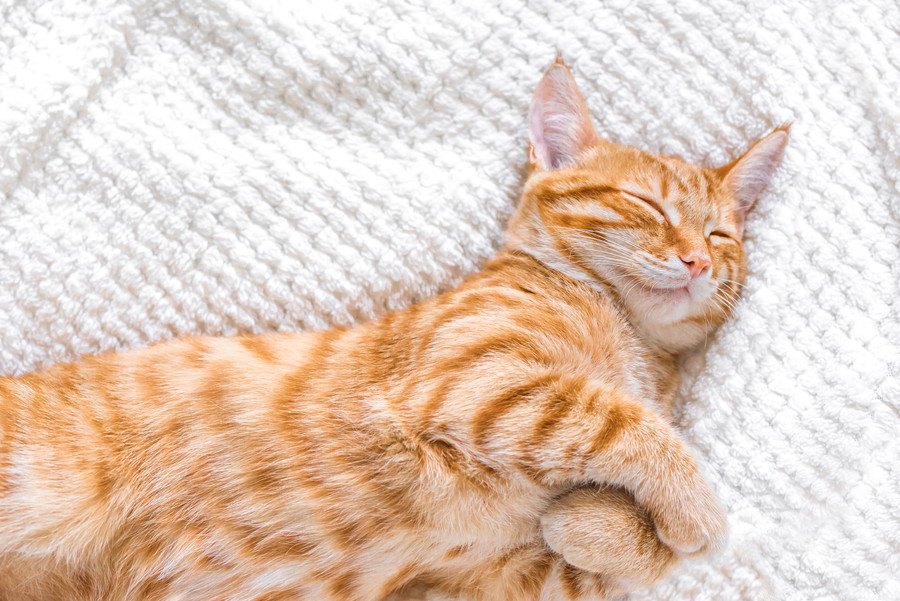 猫が毛布をしゃぶる『ウールサッキング』とは？子猫の場合、死に至ることも…？