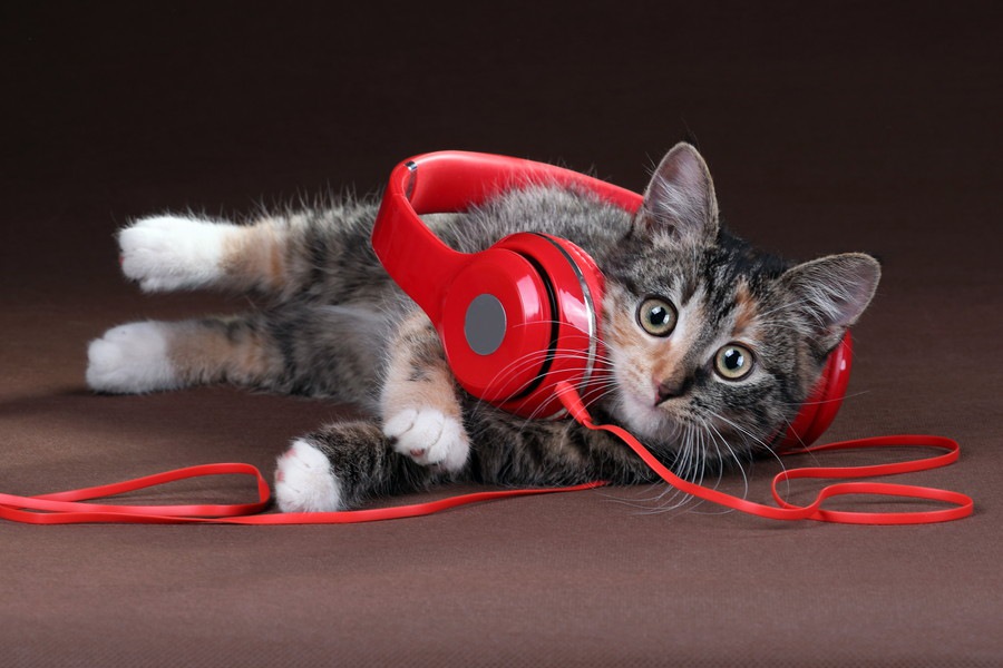 猫が好きな音楽の特徴