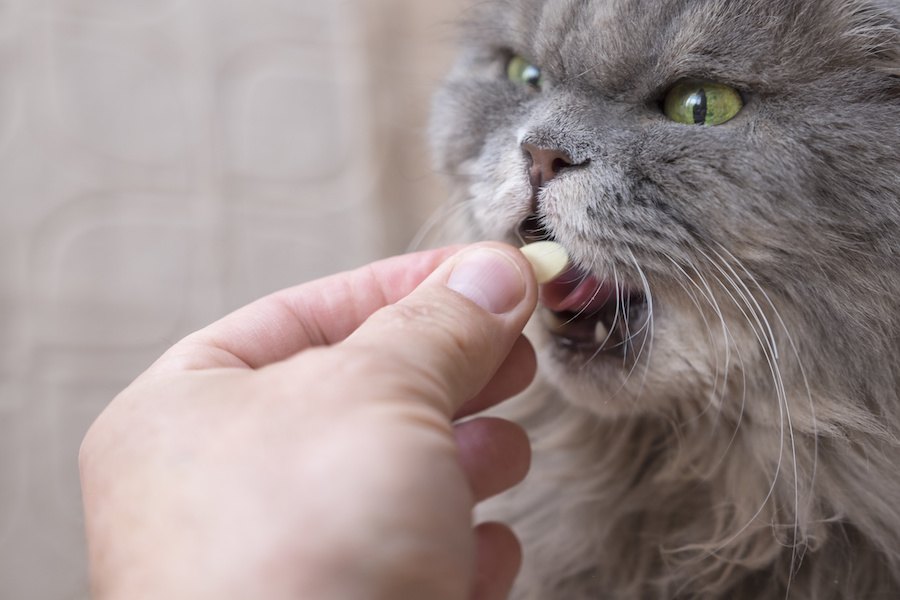 猫に薬を飲ませる3つの方法と嫌がられないための5つのコツ