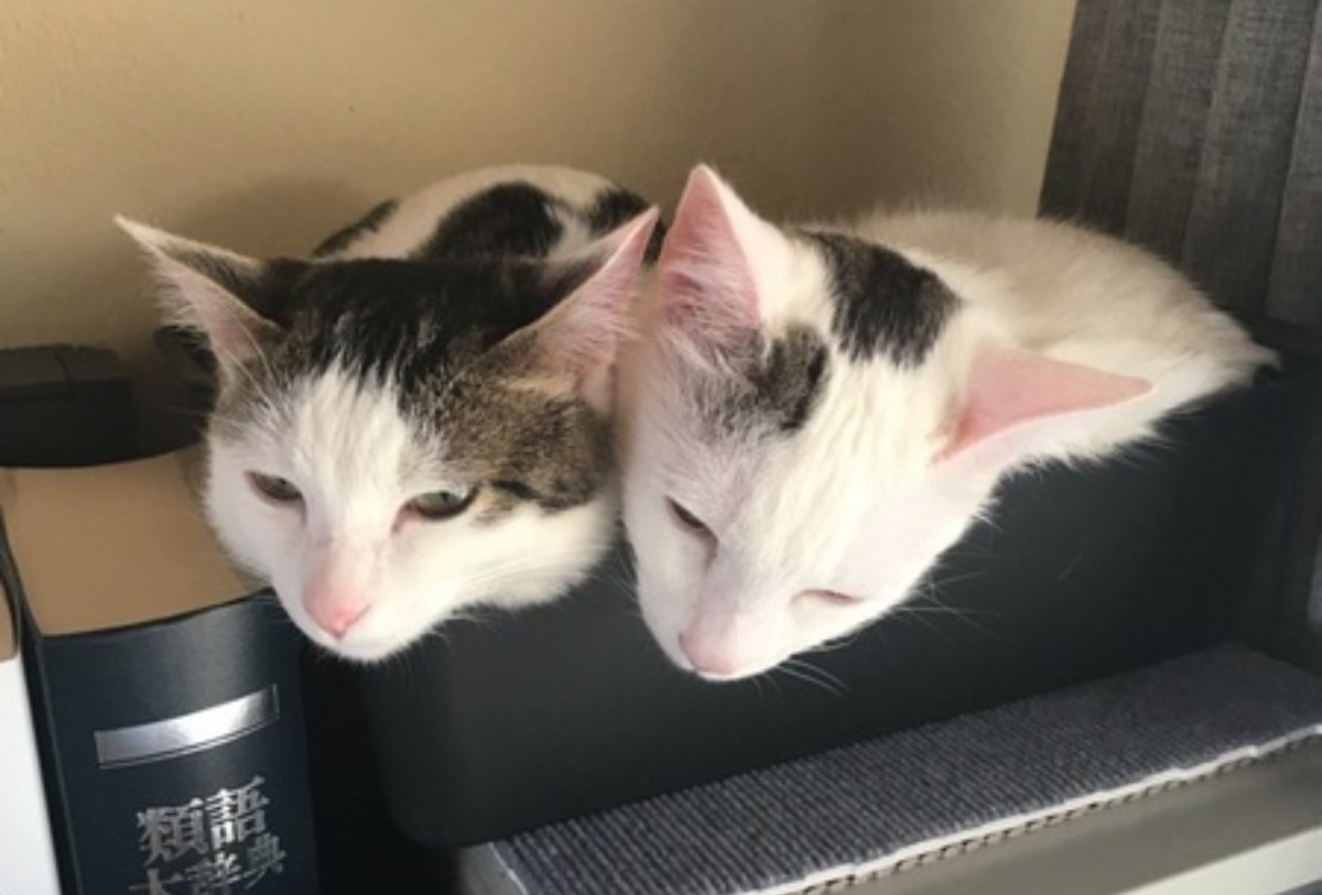 SNSで引き寄せた運命の出会い…2匹の子猫が家族の一員に！
