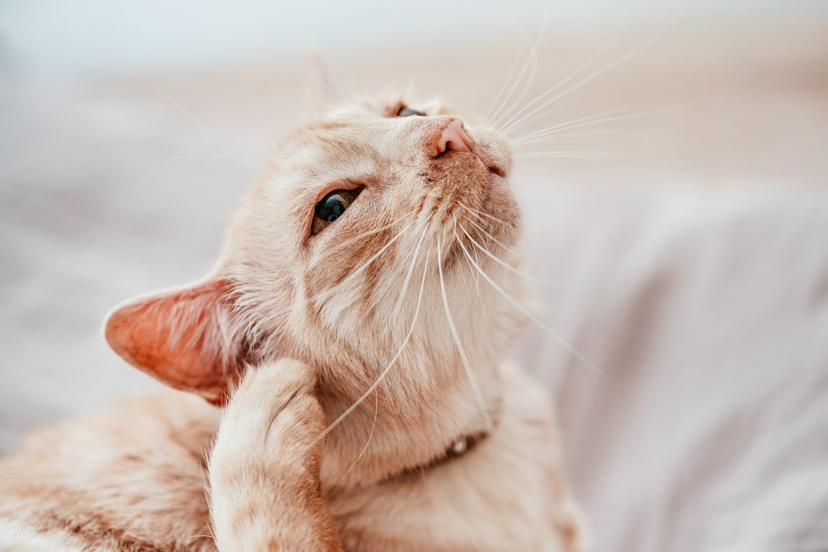 猫に危険な『アレルギー』3選　最悪命を落とすことも…知っておきたい症状や対処法 