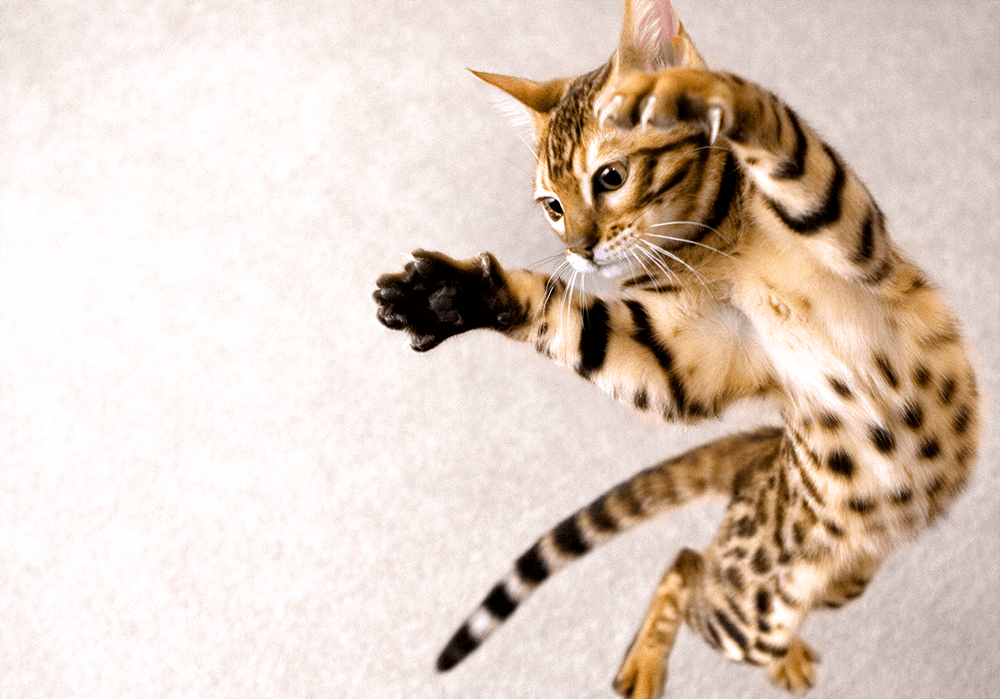 猫のジャンプ力はどのぐらい？驚異の身体能力とその理由