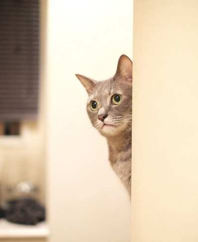 猫が壁や家具にスリスリする理由５つ