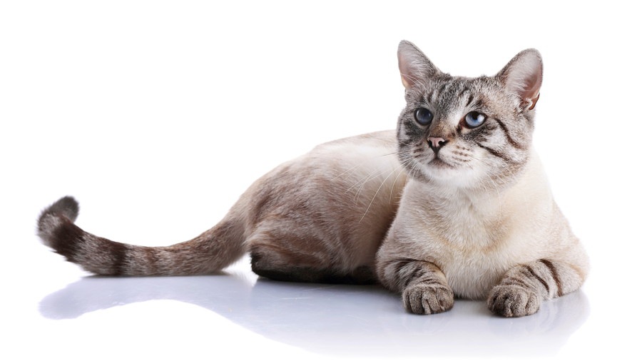 長崎の猫に『尾曲がり猫』が多い理由