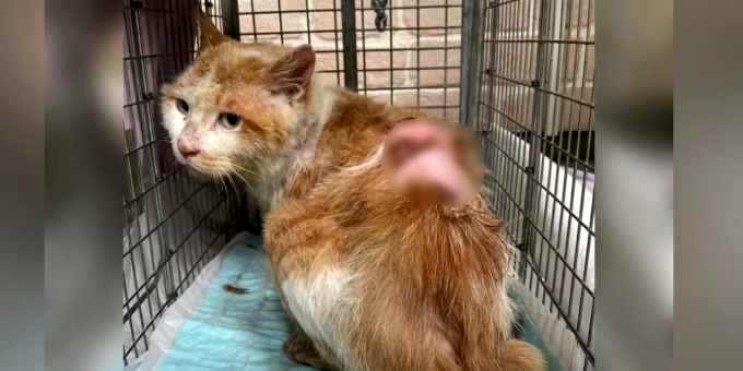 虐待を受け大火傷した猫…懸命なケアに応じる姿に涙
