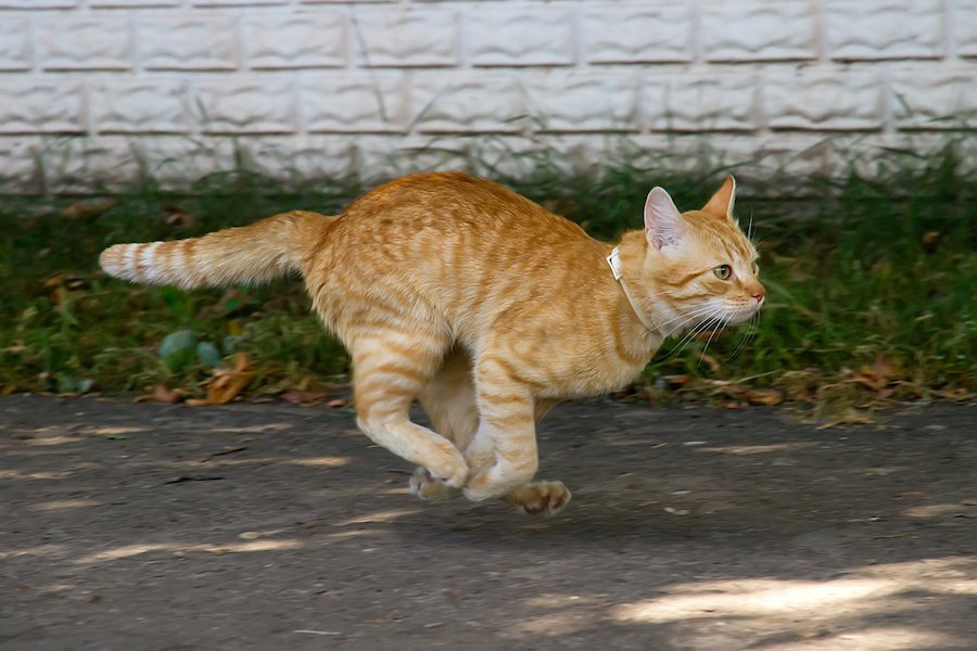 猫の身体能力の秘密は身体の構造にあり！人間よりも圧倒的に高い運動能力