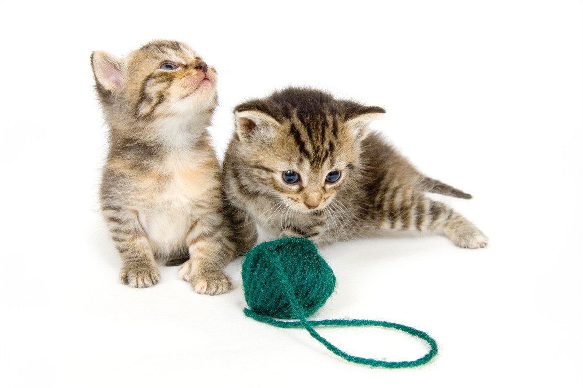 猫はなぜ「紐」を誤飲しやすいの？3つの理由や飲み込みやすい猫のタイプを解説