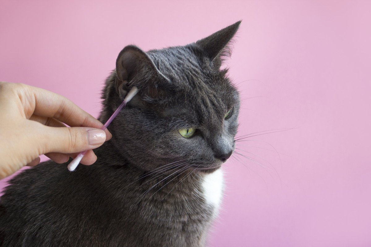 猫に『耳掃除』はすべき？必要なケースや頻度、注意ポイント3つ