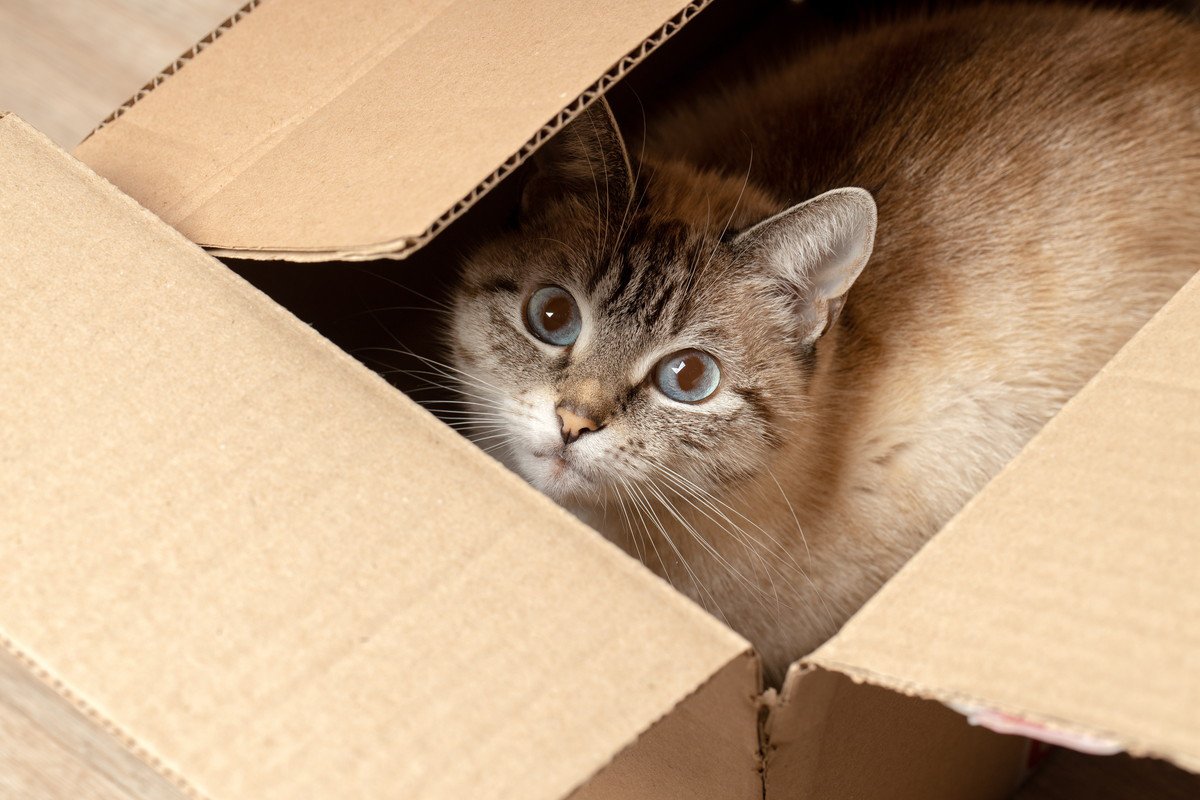 猫はなぜあんなに『段ボール箱』が好きなのか？考えられる4つの理由　理想の形状や質感ってどんなもの？
