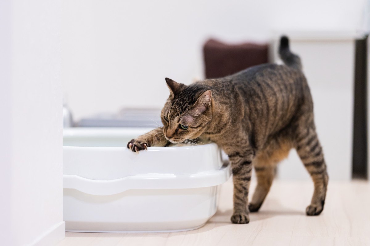 猫が嫌がる『使いにくいトイレ』の特徴5つ！改善しないと起きるトラブルとは